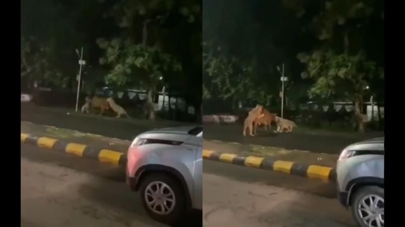 VIDEO: गुजरातमध्ये भररस्त्यात सिंहांचा गाईवर हल्ला, नागरिक गाडीचे हॉर्न वाजवत राहिले पण शिकार केलीच