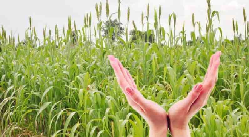 राज्यात पीकविमा कंपन्यांची चंगळ, तब्बल 10 हजार कोंटीहून अधिकचा नफा