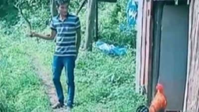 Video | हातात काठी घेऊन कोंबड्याची खोड काढली, पुढं जे झालं ते एकदा पाहाच !