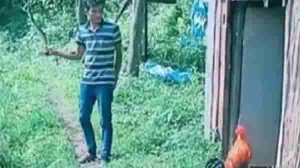 Video | हातात काठी घेऊन कोंबड्याची खोड काढली, पुढं जे झालं ते एकदा पाहाच !
