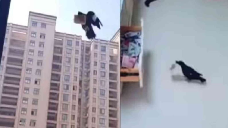 Video | लबाड कावळ्याचा चक्रावून सोडणारा कारनामा, चक्क पैशांची करतो चोरी, व्हिडीओ व्हायरल