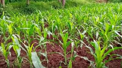 वातावरणातील बदलाने रब्बी हंगामाच धोक्यात, योग्य व्यवस्थापन केले तरच पिके पदरात, अन्यथा...