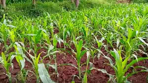 वातावरणातील बदलाने रब्बी हंगामाच धोक्यात, योग्य व्यवस्थापन केले तरच पिके पदरात, अन्यथा...