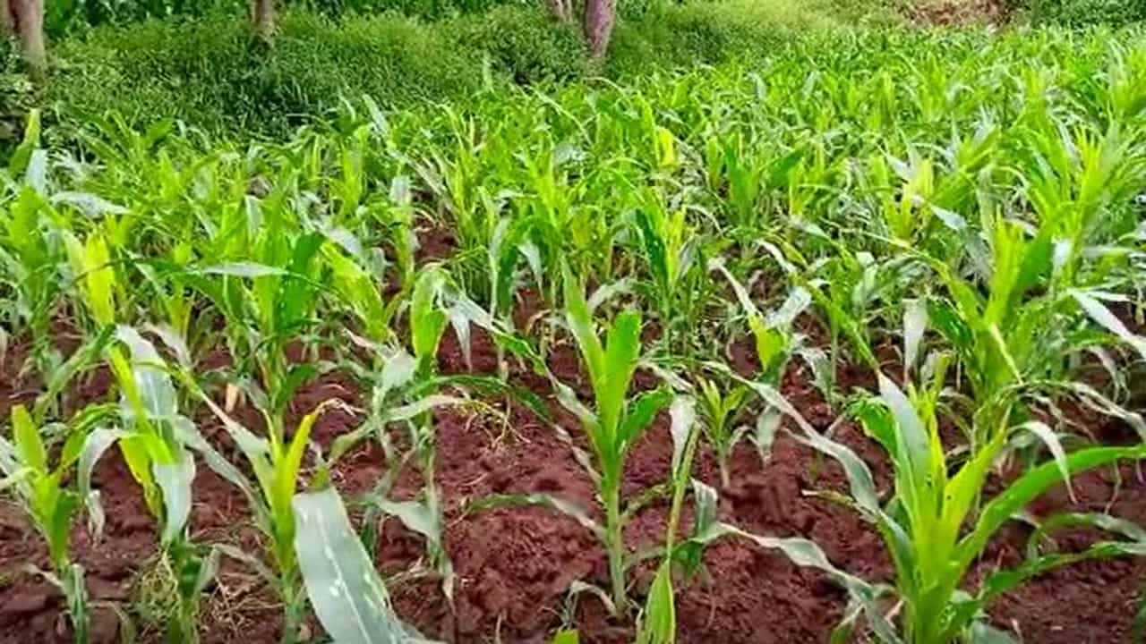 वातावरणातील बदलाने रब्बी हंगामाच धोक्यात, योग्य व्यवस्थापन केले तरच पिके पदरात, अन्यथा...