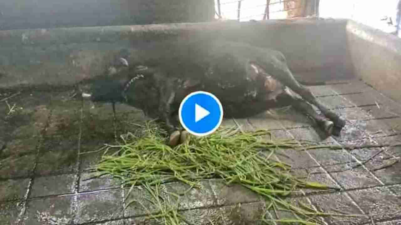 VIDEO: अचानक गाय खाली पडते आणि अवघ्या 2 मिनिटात मृत्यू, भिवंडीत शेतकऱ्याच्या 15 गायींच्या मृत्यूनं खळबळ