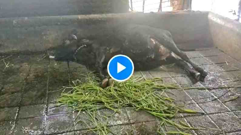 VIDEO: 'अचानक गाय खाली पडते आणि अवघ्या 2 मिनिटात मृत्यू', भिवंडीत शेतकऱ्याच्या 15 गायींच्या मृत्यूनं खळबळ