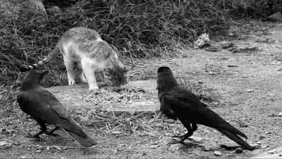 शकुन आणि अपशकुन म्हणजे काय? जाणून घ्या जीवनातील कोणत्या घटना देतात शुभ संकेत