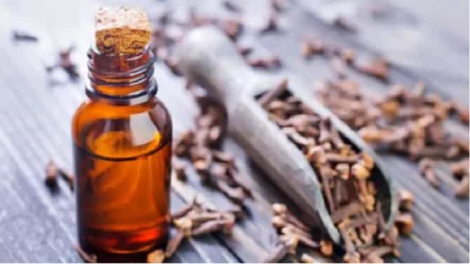 Skin Care Tips : पुरळ आणि सुरकुत्यांपासून मुक्तता हवीय?; पाहा लवंग तेलाचे फायदे!