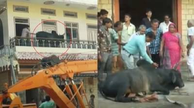 Video | ऐकावं ते नवलंच ! पाऊस आला म्हणून थेट पहिल्या मजल्यावर चढला, बैलाला खाली आणण्यासाठी तारांबळ
