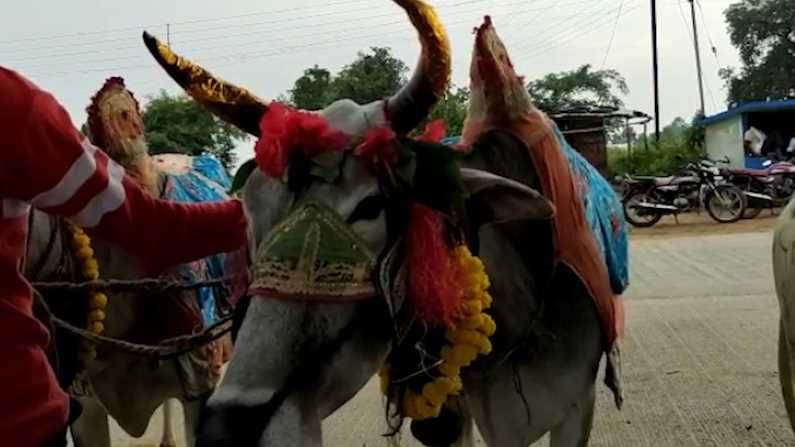 कोरोनाचे सावट तसेच पावसाचा लहरीपणा त्यामुळे पिकांना कवडीमोल भाव मिळत असला तरीदेखील आपल्या शेतात राबराब राबणारा सर्जा-राजाचा पोळा सण हा येवला तालुक्‍यात शेतकऱ्यांनी उत्साहात साजरा करत असल्याचे चित्र दिसत आहे. बळीराजाने आपल्या सर्जा-राजा ला पोळा सणानिमित्त सजावट केली तसेच शेतकरी महिलेने आपल्या बैलांना नैवेद्य दाखवत औक्षण करत आपल्या सर्जा राजाला बद्दल कृतज्ञता व्यक्त करत हा पोळा सण साजरा केला.
