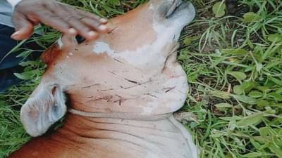 सोयगाव तालुक्यात बिबट्याचा धुमाकुळ, दहा दिवसात नऊ जनावरांवर हल्ला, मजूरांमध्ये दहशत, शेताकडे फिरकेनात