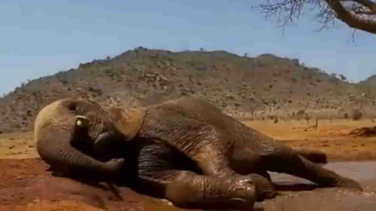 VIDEO : हत्तीची चिखलात धमाल मस्ती, मन जिंकतील ही मनमोहक दृश्य