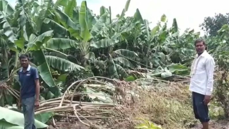 केळीच्या बागांचं देखील मोठं नुकसान झालंय. कृषी आणि महसूल विभागाच्या पथकांकडून नुकसानीची पाहणी करून पंचनामे करण्याचं काम सुरु आहे. 