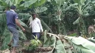 मोदींचा मंत्री मराठीच्या अभिजात दर्जाबाबत सरळसरळ खोटं बोलतो : रंगनाथ पठारे