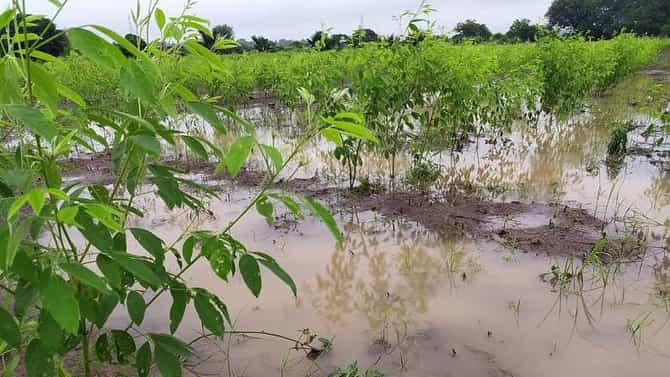 अडचणीत असलेल्या खरिपातील पिकांना तरच मिळेल नवसंजीवनी..!