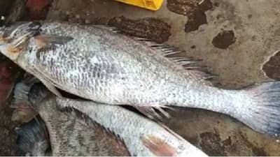 जाळं टाकलं अन् नशीब पालटलं, एका माशामुळे मच्छीमार झाला लखपती !