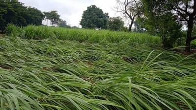 कृषिमंत्री दादा भुसे यांच्या मालेगाव मतदार संघातल्या अनुदान वाटप घोळप्रकरणी अखेर दोषींवर होणार कारवाई