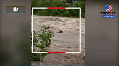 VIDEO : Beed | बीड शहरातून वाहणाऱ्या बिंदुसरा नदीला पूर, 6 गायी गेल्या वाहून