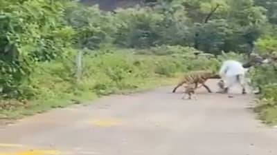 खेडमध्ये वृद्धावर तरसाचा हल्ला, नशीब बलवत्तर म्हणून तरुण धावला मदतीला