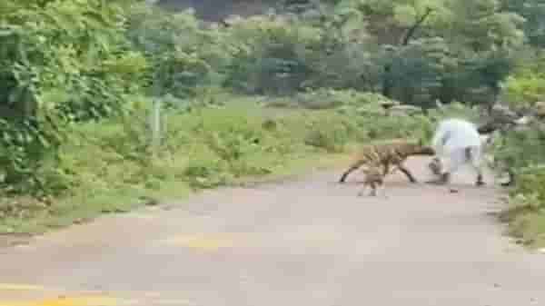 खेडमध्ये वृद्धावर तरसाचा हल्ला, नशीब बलवत्तर म्हणून तरुण धावला मदतीला