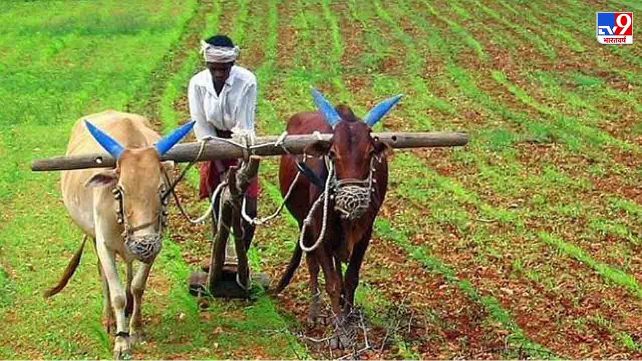 15 नोव्हेंबर पर्यंत आधार प्रमाणिकरण करा, अन्यथा कर्जमुक्तीचा लाभ नाही; नाशिकच्या शेतकऱ्यांना आवाहन