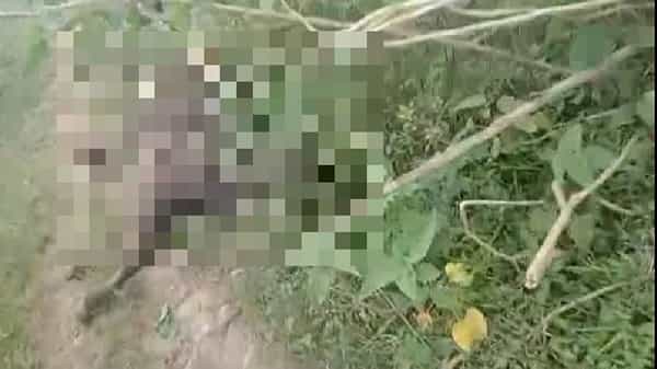 गोंदिया : जिल्हातील आमगाव तालुक्यातील नवेगाव येथे विजेची तार अंगावर पडल्यामुळे पाच जनावरे दगावली.