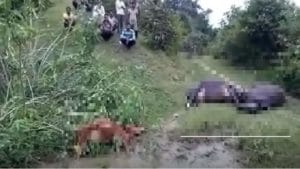 PHOTO | विजेची तार अंगावर पडल्यामुळे पाच जनावरांचा जागीच मृत्यू, महावितरणच्या ढिसाळ कारभारावर टीका