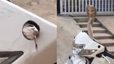 VIDEO  : स्कूटीमध्ये लपून बसला होता खतरनाक किंग कोब्रा, पाहा कसं केलं रेस्क्यू?