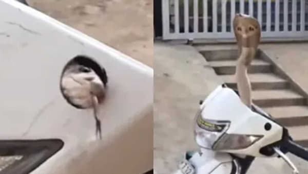 VIDEO : स्कूटीमध्ये लपून बसला होता खतरनाक किंग कोब्रा, पाहा कसं केलं रेस्क्यू?
