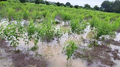 पावसामुळे 12 लाख हेक्टरावरील खरिप पाण्यात, सर्वाधिक नुकसान मराठवाड्यात