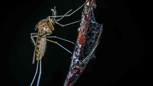 डासांमुळे अनेक गंभीर प्रकारचे आजार आपल्याला होतात. डास फक्त आपले रक्तच पितात असे नाही, तर मलेरिया आणि डेंग्यू सारखे आजार फक्त डासांमुळे पसरतात. या आजारांमुळे दरवर्षी अनेक लोकांना आपला जीव गमवावा लागतो.