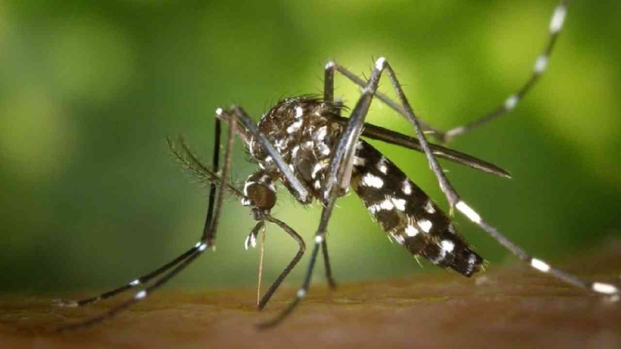 चीनमध्ये डासांमुळे वाढलेले रोग कमी करण्यासाठी आणि मलेरिया आणि डेंग्यू सारखे आजार कमी करण्यासाठी हे डास तयार पैदास केले जातात. जे डास रोगराई पसरवतात त्यांना हे चांगले डास संपवतात.