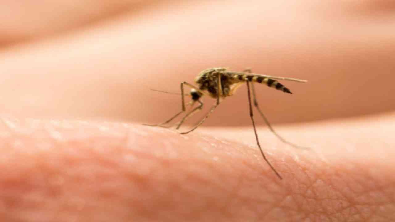 या पैदास केलेल्या डासांमध्ये वोल्बाचिया बॅक्टेरिया असतात. या डासांना वोलबेचिया मास्किटो असं म्हटंले जाते.