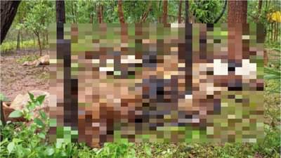 वीज कोसळली अन् सगळं नेस्तनाबूत, तब्बल 100 मेंढ्यांचा जागीच मृत्यू, आम्ही जगावं तरी कसं ? मेंढपाळांचा प्रश्न