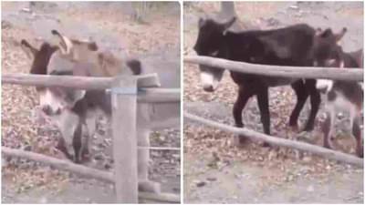 Video | कुंपणाच्या बाहेर पडण्यासाठी धडपड, हुशार गाढवाची डोकॅलिटी, नेमकं काय केलं पाहाच !