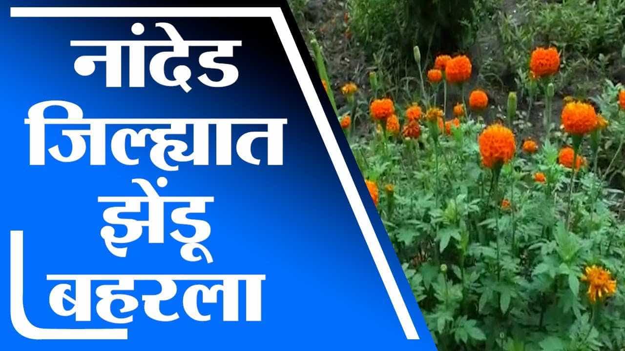 नांदेडमध्ये झेंडूच्या फुलबागा बहरल्या.. शेतकऱ्यांना चांगल्या दराची प्रतीक्षा