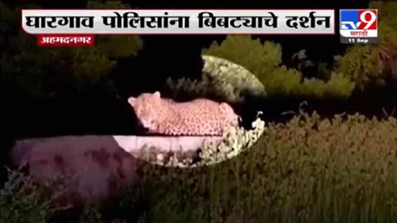 अहमदनगरमधील घारगाव पोलिसांना एकल घाटात बिबट्याचं दर्शन, नागरिकांना सतर्क राहण्याचा इशारा