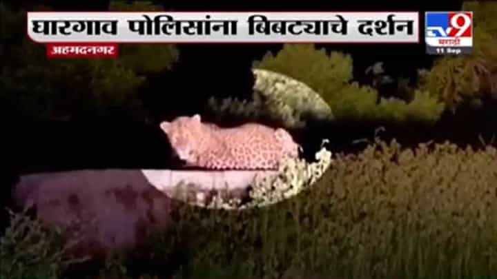 अहमदनगरमधील घारगाव पोलिसांना एकल घाटात बिबट्याचं दर्शन, नागरिकांना सतर्क राहण्याचा इशारा अहमदनगरमधील घारगाव पोलिसांना एकल घाटात बिबट्याचं दर्शन, नागरिकांना सतर्क राहण्याचा इशारा