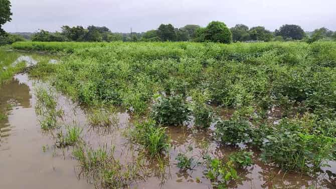 पावसानंतर आता करप्या रोगाचा प्रादुर्भाव, शेतकरी हतबल