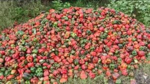 टोमॅटोनंतर सिमला मिरची रस्त्यावर, राज्य कृषीमंत्र्याच्या जिल्ह्यातील विदारक चित्र