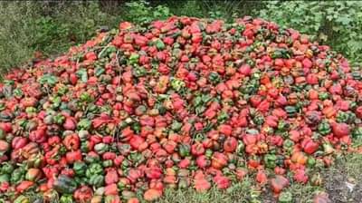 टोमॅटोनंतर सिमला मिरची रस्त्यावर, राज्य कृषीमंत्र्याच्या जिल्ह्यातील विदारक चित्र