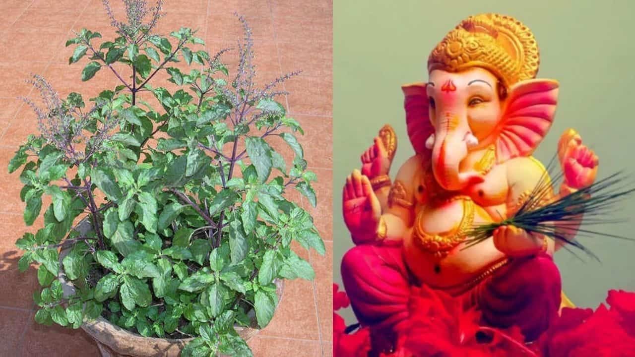 Lord Ganesha | तुळशीने गणपतीला शाप का दिला होता, जाणून घ्या ही पौराणिक कथा...