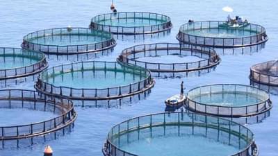 वर्षाला 25 हजार रुपये गुंतवून मत्स्यशेतीचा व्यवसाय सुरु करा, सरकारकडून अनुदान, महिन्याला 2 लाखांची कमाई