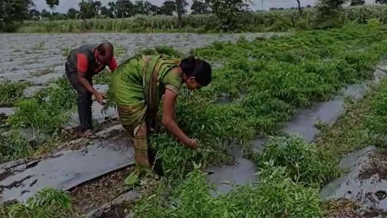 येवल्यात 3 रुपये तर मुंबईत किलोला 9 रुपये दर, भाव पडल्यानं  मिरचीचा ठसका शेतकऱ्यांना