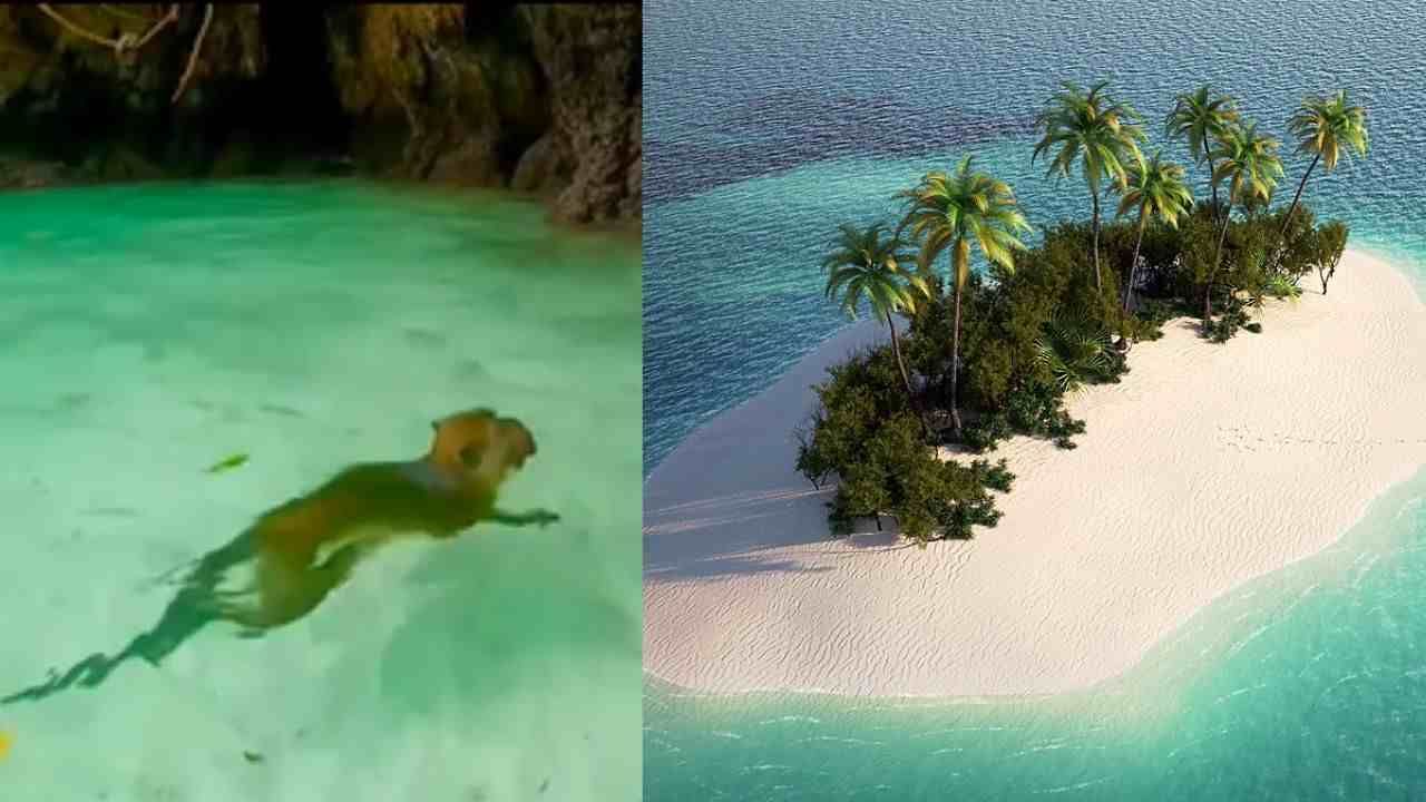 Video | माशांची जागा घेतली माकडांनी, जिकडे तिकडे पोहताना दिसले, नेटकरी अवाक्, व्हिडीओ व्हायरल