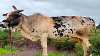 आश्चर्य : वेताशिवाय 25 वर्षीय गाय देतेय दुध, कृषी तज्ञही झाले अवाक्