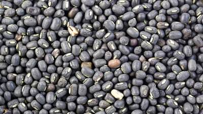 खरिपातील ही दोन पिके बाजारात, कसे आहेत दर जाणुन घ्या...