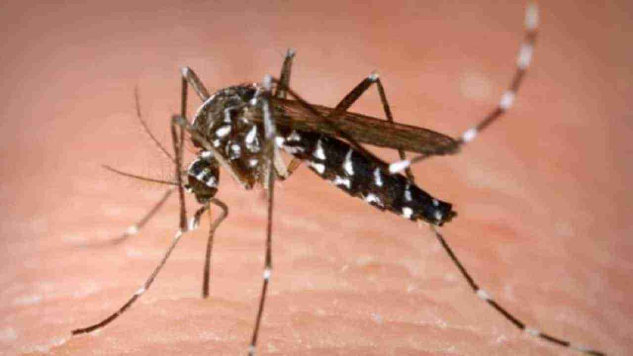 Dengue Outbreak: देशात डेंग्यूचा उद्रक, प्रादुर्भाव रोखण्यासाठी केंद्र सरकार या नऊ राज्यांमध्ये पाठवणार तज्ज्ञांची टीम