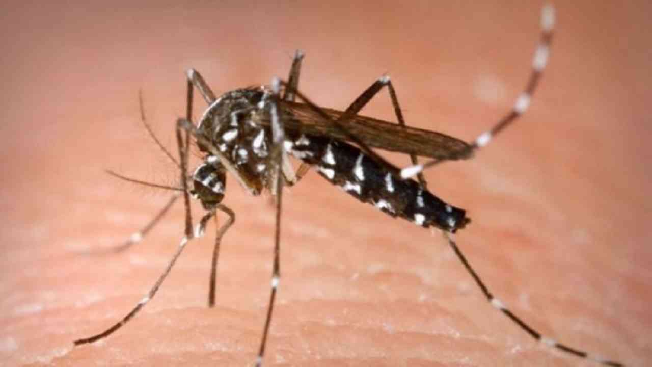 नागपूरमध्ये डेंग्यूचा कहर रोखण्याचं आव्हान, महापालिकेकडे डेंग्यू चाचणी कीटचा तुटवडा