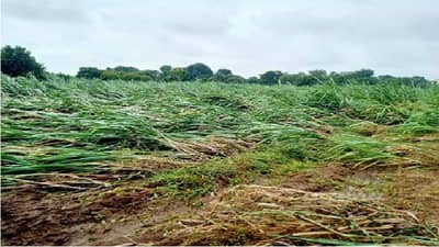 खरिपातील पिकासह ऊसाचीही पडझड, लातुर जिल्ह्यातील शेतकरी हवालदिल